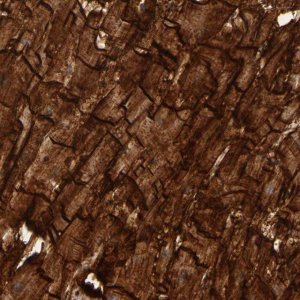 Anti-SGCB antibody produced in rabbit 