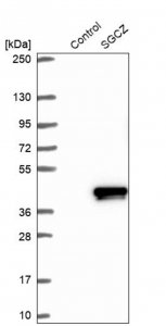 Anti-SGCZ antibody produced in rabbit HPA017585-100UL