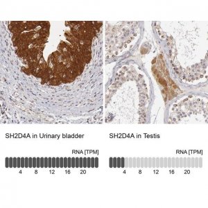 Anti-SH2D4A antibody produced in rabbit 