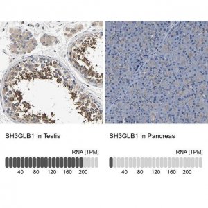 Anti-SH3GLB1 antibody produced in rabbit HPA019900-100UL