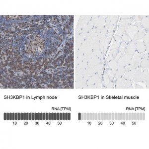 Anti-SH3KBP1 antibody produced in rabbit 
