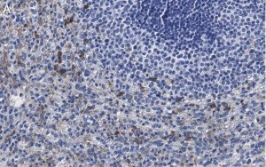 Anti-Siglec-9 Antibody, clone 3F22 ZooMAb� Rabbit Monoclonal 