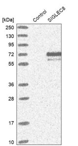 Anti-SIGLEC8 antibody produced in rabbit 