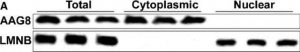 Anti-SIGMAR1 antibody produced in rabbit 