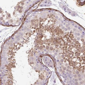 Anti-SIRPD antibody produced in rabbit 
