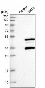 Anti-SIRT3 antibody produced in rabbit 