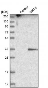 Anti-SIRT5 antibody produced in rabbit HPA021798-100UL