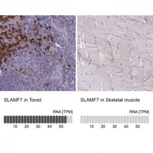Anti-SLAMF7 antibody produced in rabbit 