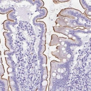 Anti-SLC13A2 antibody produced in rabbit 