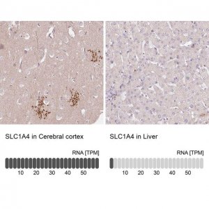 Anti-SLC1A4 antibody produced in rabbit 