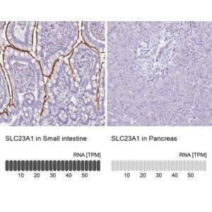 Anti-SLC23A1 antibody produced in rabbit 