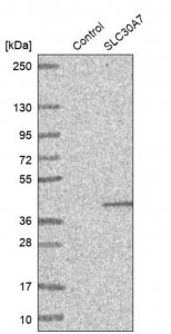 Anti-SLC30A7 antibody produced in rabbit 