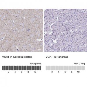 Anti-SLC32A1 antibody produced in rabbit 