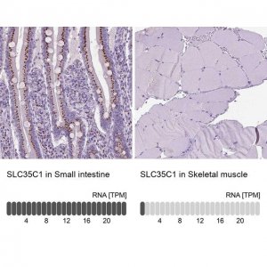 Anti-SLC35C1 antibody produced in rabbit 