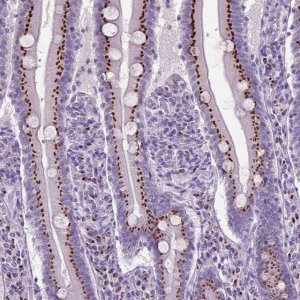 Anti-SLC35C1 antibody produced in rabbit 