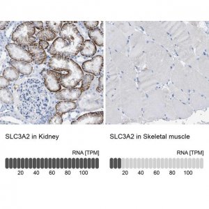 Anti-SLC3A2 antibody produced in rabbit 