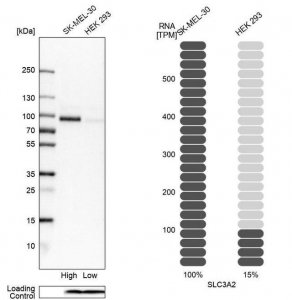 Anti-SLC3A2 antibody produced in rabbit 