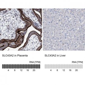 Anti-SLC43A2 antibody produced in rabbit 