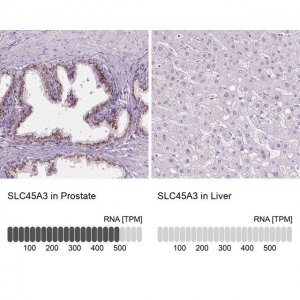 Anti-SLC45A3 antibody produced in rabbit 