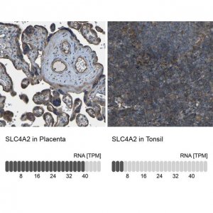 Anti-SLC4A2 antibody produced in rabbit 