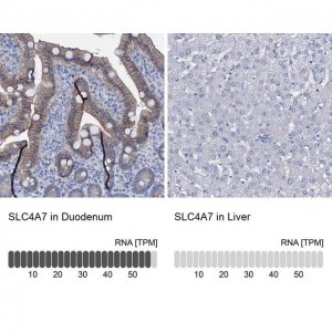 Anti-SLC4A7 antibody produced in rabbit 