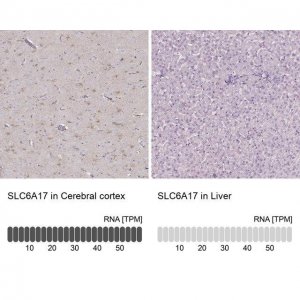 Anti-SLC6A17 antibody produced in rabbit 