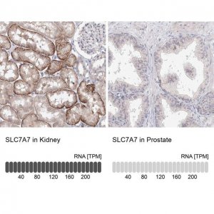 Anti-SLC7A7 antibody produced in rabbit 