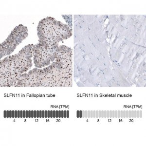 Anti-SLFN11 antibody produced in rabbit 