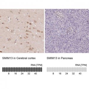 Anti-SMIM13 antibody produced in rabbit 