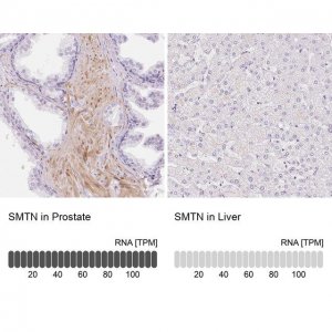 Anti-SMTN antibody produced in rabbit 