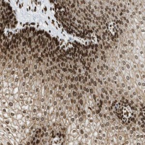 Anti-SNW1 antibody produced in rabbit 