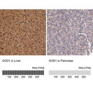 Anti-SOD1 antibody produced in rabbit 