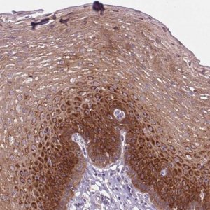 Anti-SOWAHC antibody produced in rabbit 