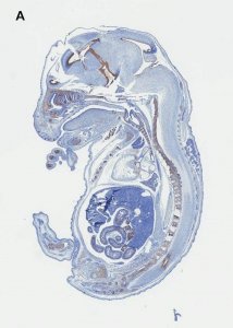 Anti-SOX-9 Antibody, clone 2B10, ZooMAb� Rabbit Monoclonal 