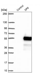 Anti-SP6 antibody produced in rabbit HPA044469-100UL