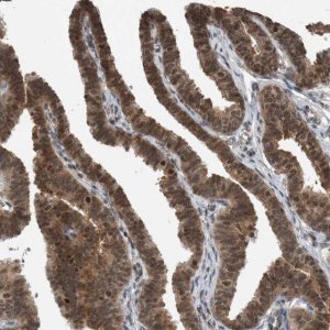 Anti-SPAG7 antibody produced in rabbit 