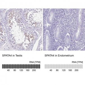 Anti-SPATA4 antibody produced in rabbit 