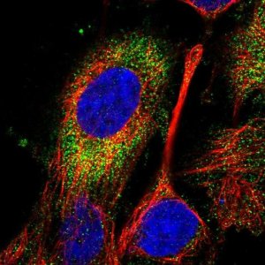 Anti-SPATC1L antibody produced in rabbit 