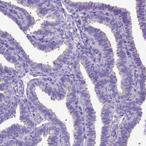 Anti-SPEF1 antibody produced in rabbit 