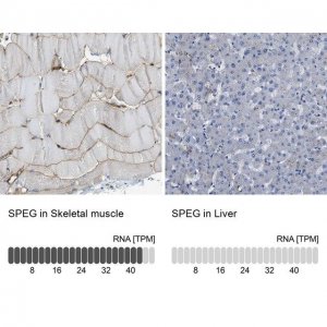 Anti-SPEG antibody produced in rabbit 