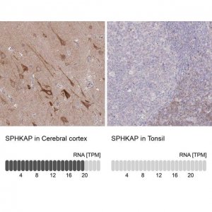 Anti-SPHKAP antibody produced in rabbit 
