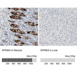 Anti-SPINK4 antibody produced in rabbit 