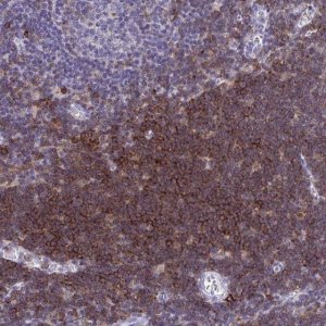 Anti-SPN antibody produced in rabbit 