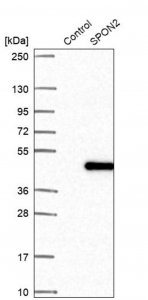 Anti-SPON2 antibody produced in rabbit 