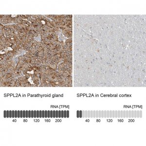 Anti-SPPL2A antibody produced in rabbit 