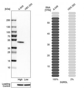 Anti-SQRDL antibody produced in rabbit 