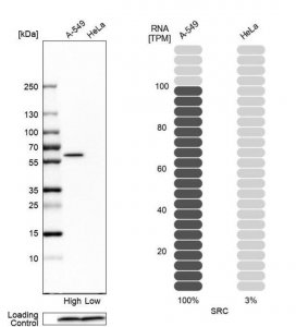 Anti-SRC antibody produced in rabbit 