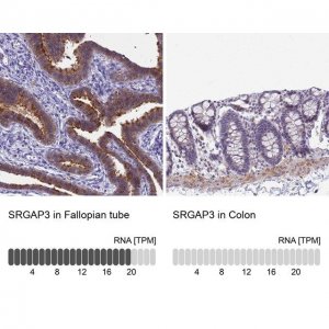 Anti-SRGAP3 antibody produced in rabbit 