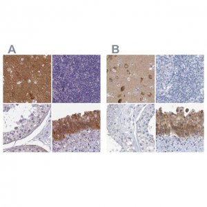 Anti-SRGAP3 antibody produced in rabbit 