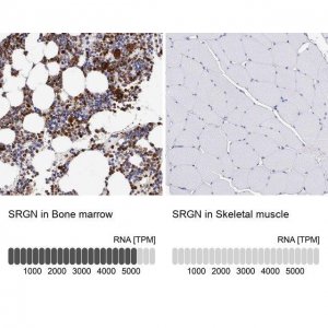 Anti-SRGN antibody produced in rabbit 